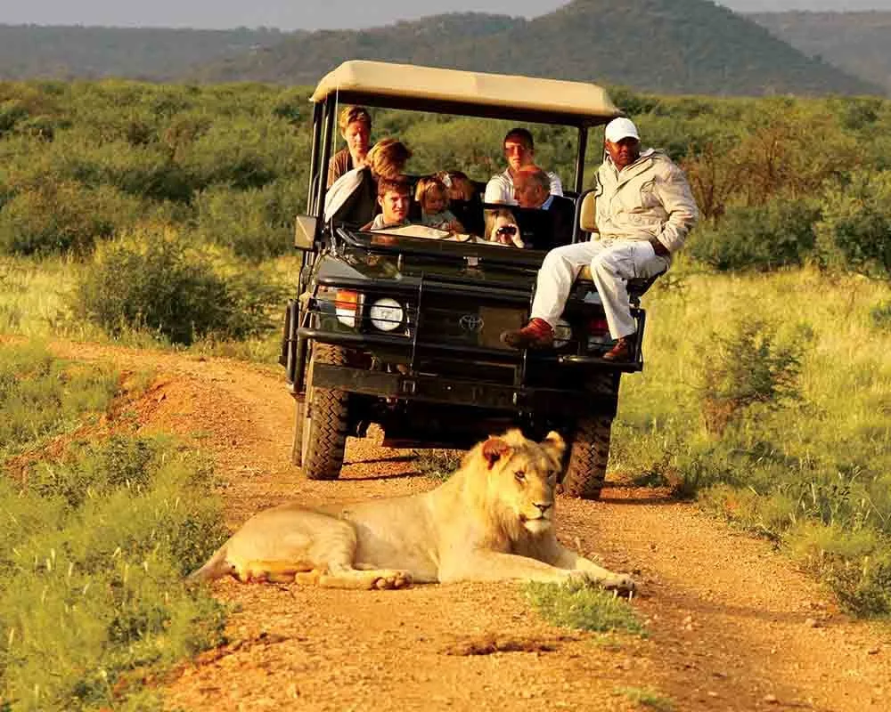 What Animals Can I Expect to See on a Game Drive?