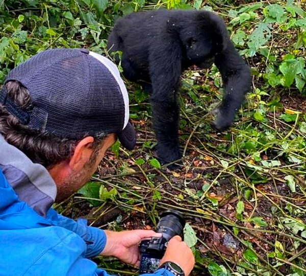 Gorilla Trekking vs the Great Migration