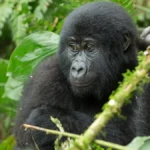 4 Days Bwindi Uganda Gorilla Trekking Safari