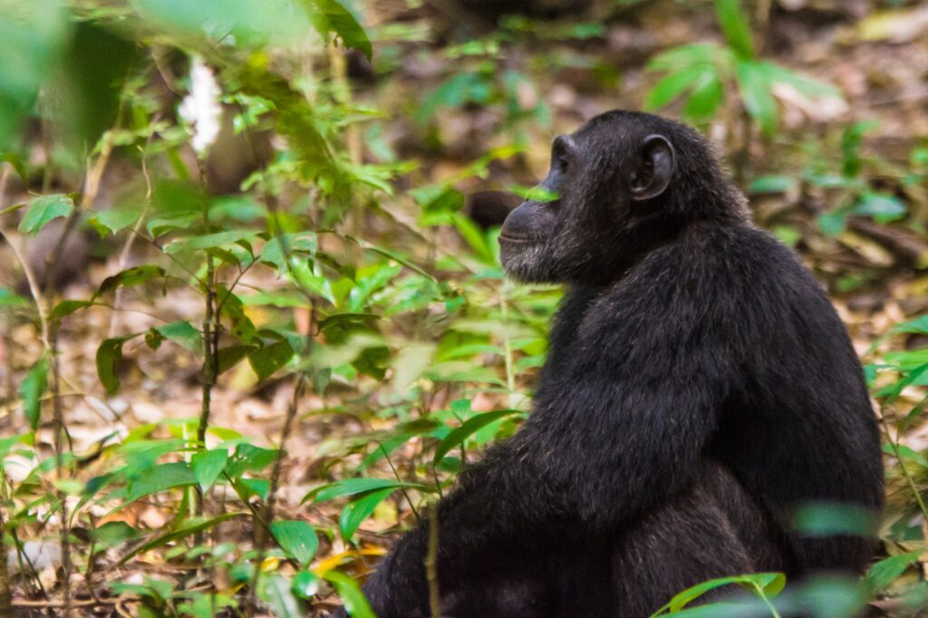 5 Days Uganda Chimpanzee and Gorilla Trekking Safari