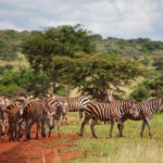 5 Days Uganda Classic Safaris Tour