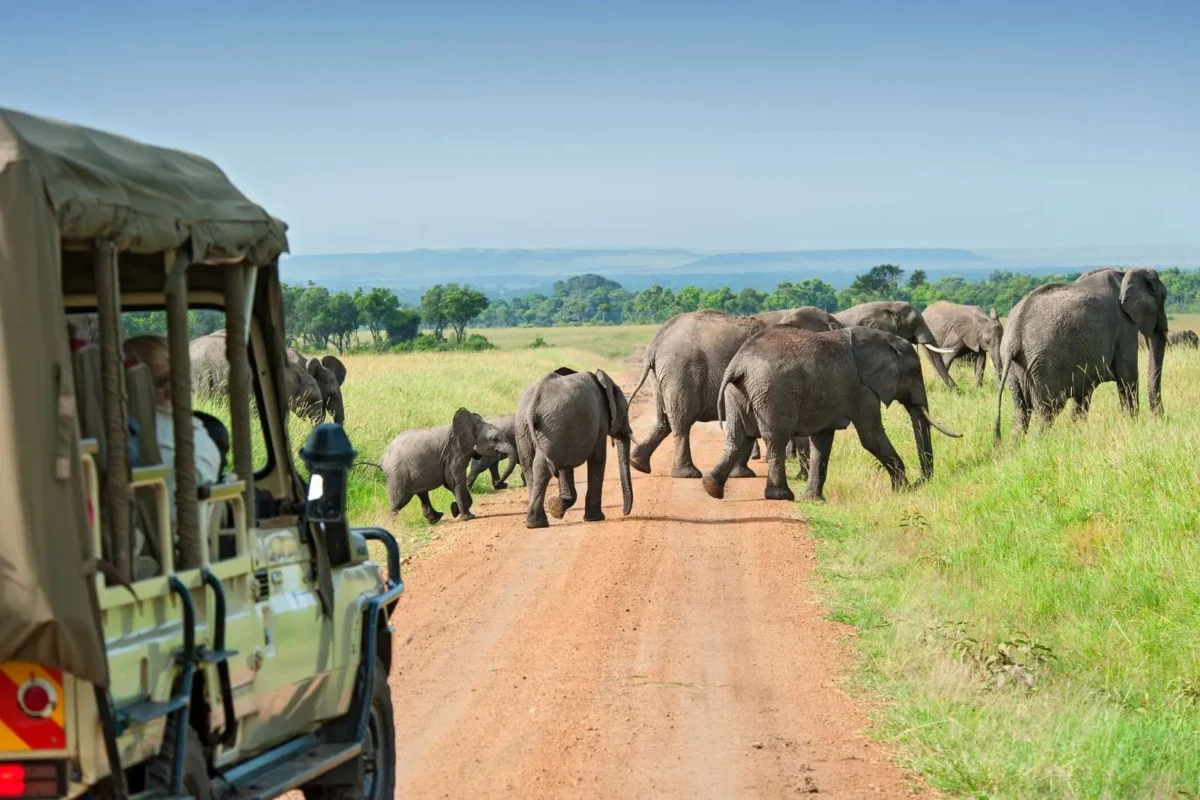 8 Days Uganda Wildlife Safari Experience