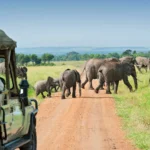 8 Days Uganda Wildlife Safari Experience