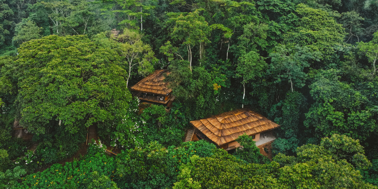 Gorilla Forest Lodge