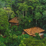 Gorilla Forest Lodge