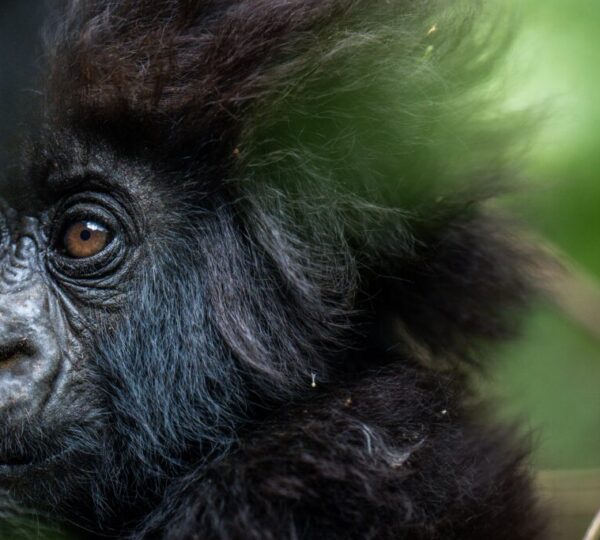 Uganda Gorilla Trekking vs Rwanda Gorilla Trekking