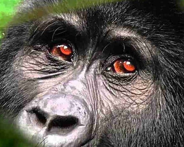 Top East Africa Safari Experiences for 2026