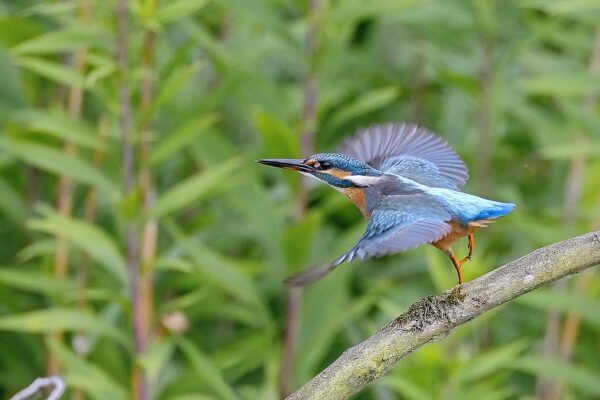 Where to Go for Birding Safaris in Uganda?