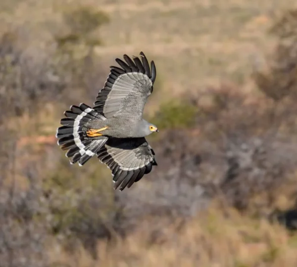 Where to Go for Birding Safaris in Rwanda