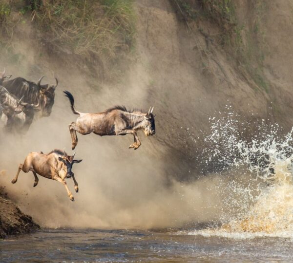 Reasons Why You Should Spend Your Family Vacation in Tanzania