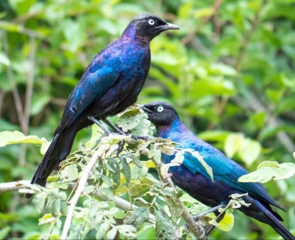 Where to Go for Birding Safaris in Rwanda