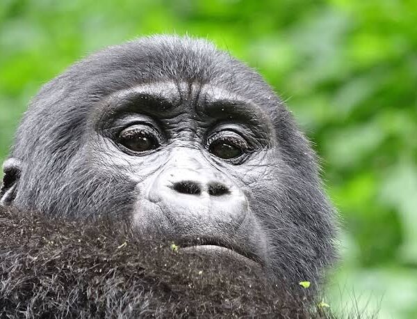 Budget Gorilla Trekking in Uganda
