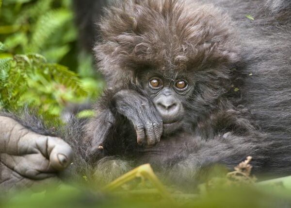 Fascinating Facts About Mountain Gorillas