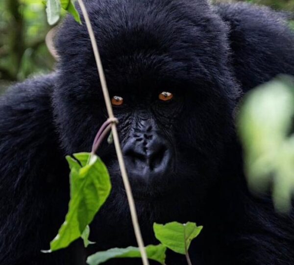 Luxury Gorilla Trekking in Uganda