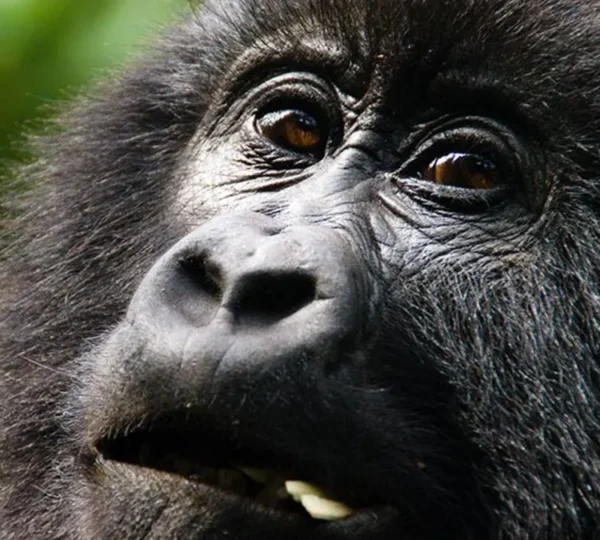 What Is the Age Limit for Gorilla Trekking in Africa?