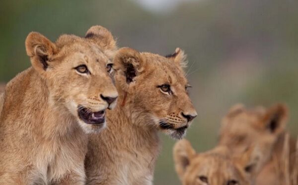 Big Five Safaris in Uganda