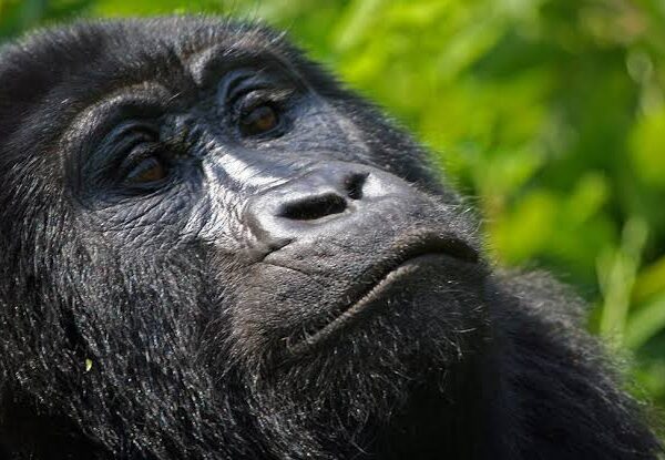 What Is the Age Limit for Gorilla Trekking in Africa?
