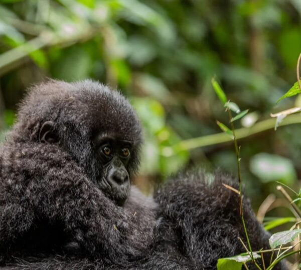 What to Expect on a Gorilla Safari