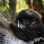 What to Expect on a Gorilla Safari