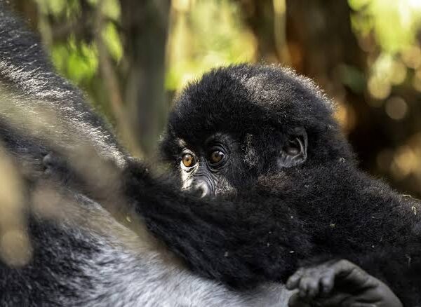 What to Expect on a Gorilla Safari