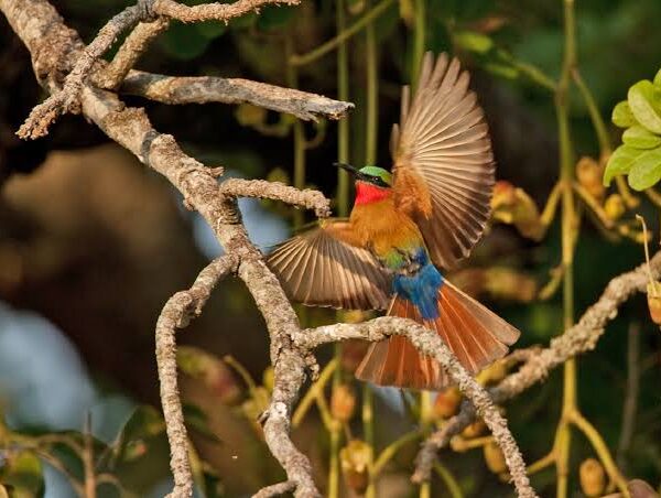 Where to Go for Birding Safaris in Uganda?