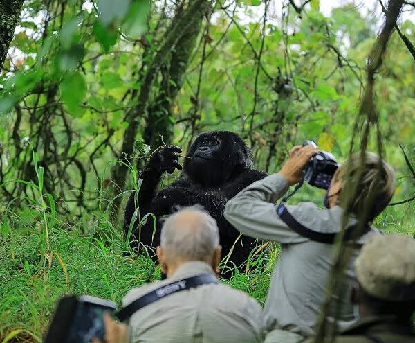 Where to Go for Photography Safaris in Uganda?