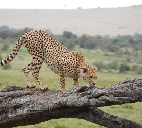 How Much Does a Kenya Wildlife Safari Cost?