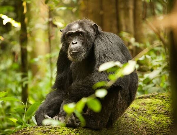 Rules and Regulations for Chimpanzee Trekking in Uganda