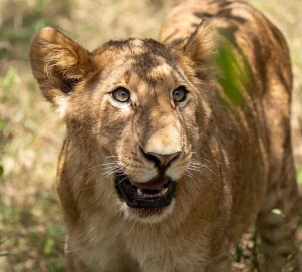Best Time to Visit Kenya for a Safari