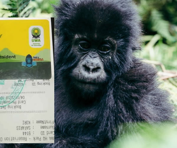 How to Plan a Uganda Safari?