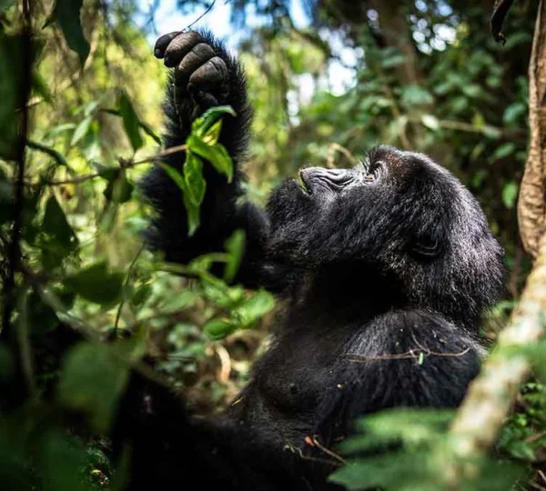 How to Choose the Best African Safari Tours