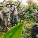 Budget Gorilla Trekking in Uganda