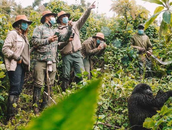 Budget Gorilla Trekking in Uganda