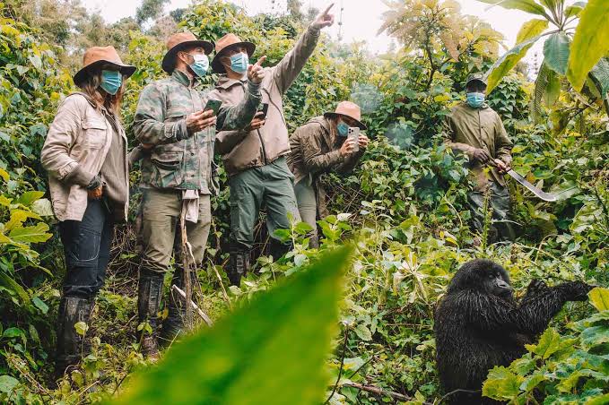 Budget Gorilla Trekking in Uganda