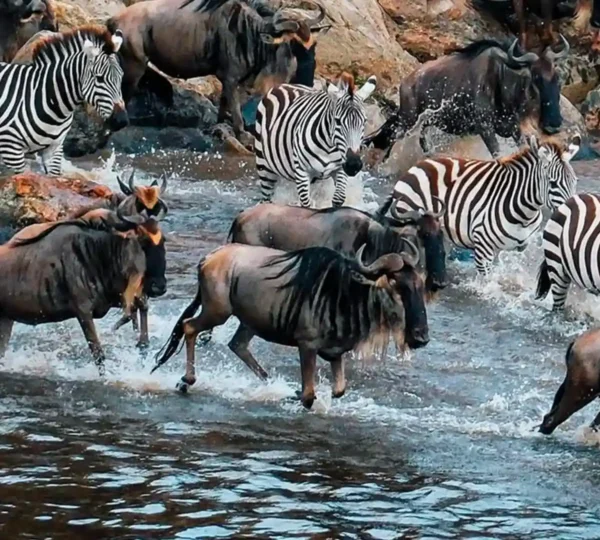 Ultimate Guide to Planning an African Safari Trip