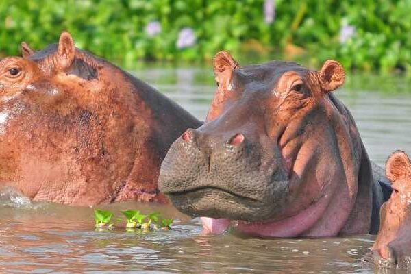 Where to Go for Game Drive Tours in Uganda