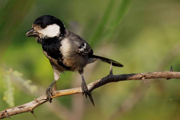 Where to Go for Birding Safaris in Tanzania?