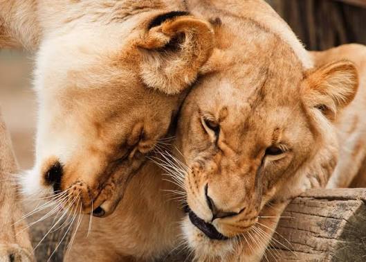 Best Tanzania Safari Packages