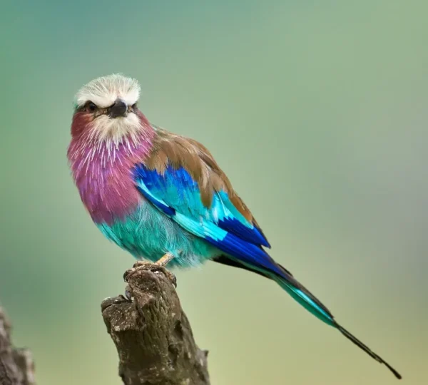 Where to Go for Birding Safaris in Tanzania?