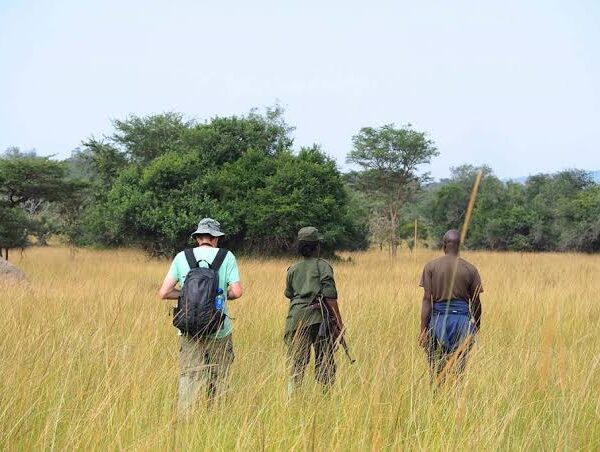 Guide to Where to Go for Walking Safaris in Uganda