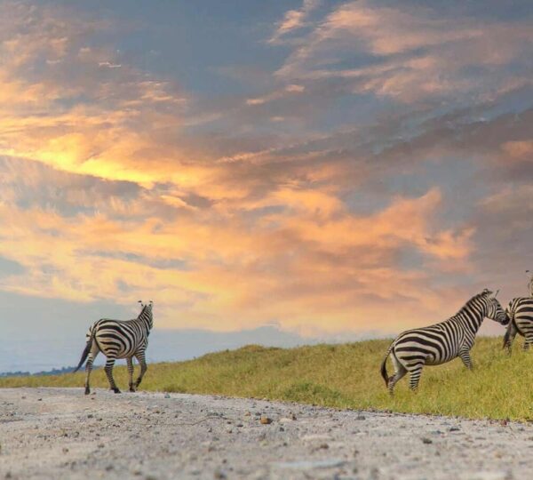 Where to Go for Solo Trips in East Africa?