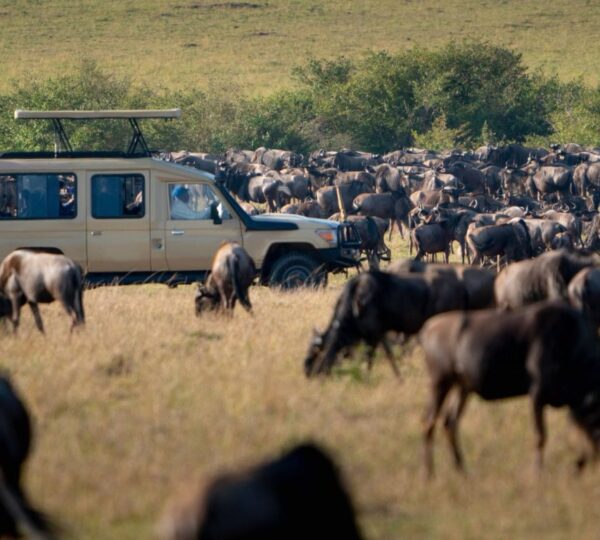 Guide to Planning a Wildebeest Migration Safari