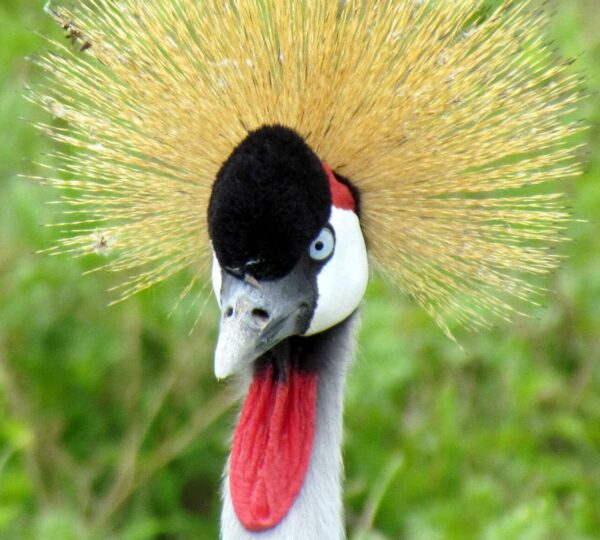 Where to Go for Birding in East Africa?