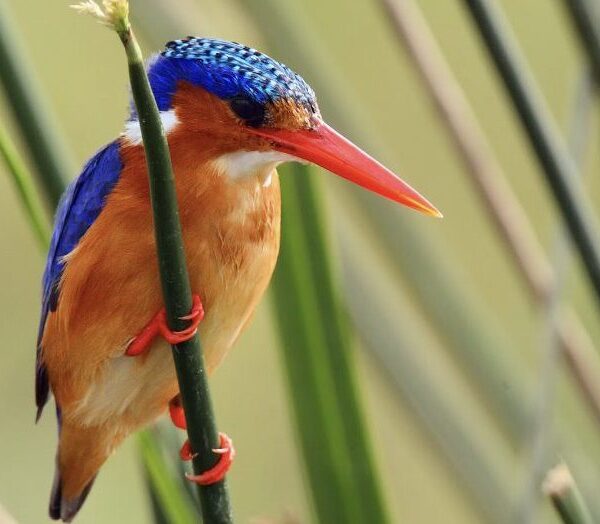 Where to Go for Birding in East Africa?