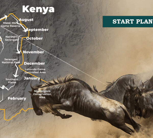 Guide to Planning a Wildebeest Migration Safari