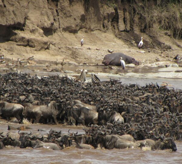 4 Days Masai Mara Wildebeest Migration Safari
