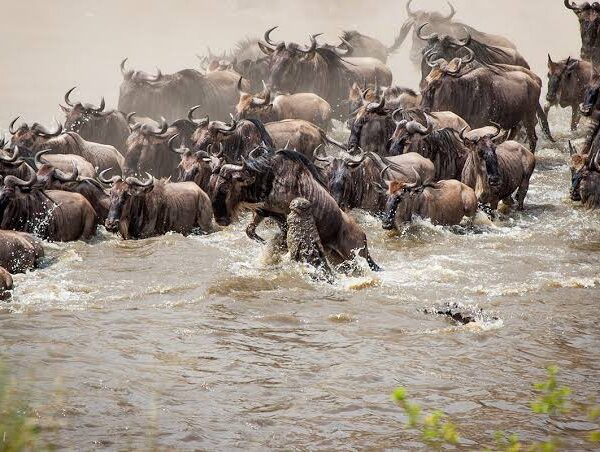 Serengeti Wildebeest Migration Month By Month Guide