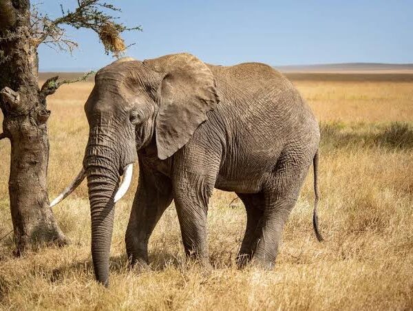 6 Must See National Parks in Tanzania for 2026