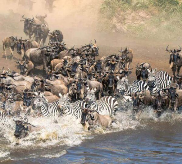 6 Days Masai Mara Wildebeest Migration Safari