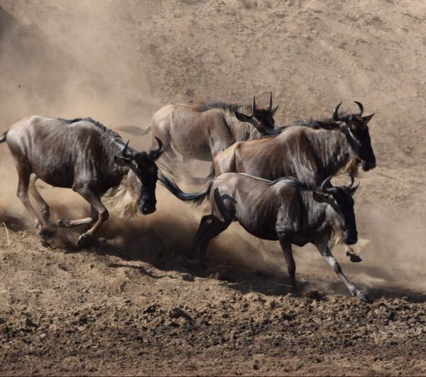 6 Must See National Parks in Tanzania for 2026